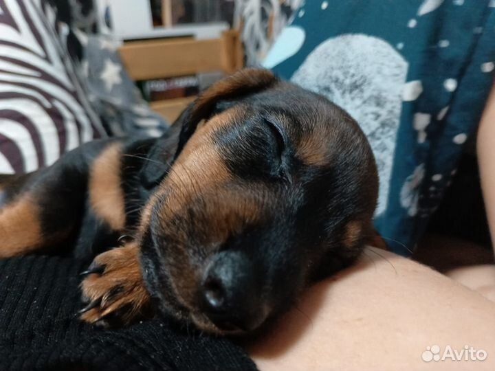 Собаки щенки таксы