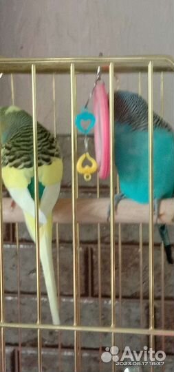 Попугай волнистый