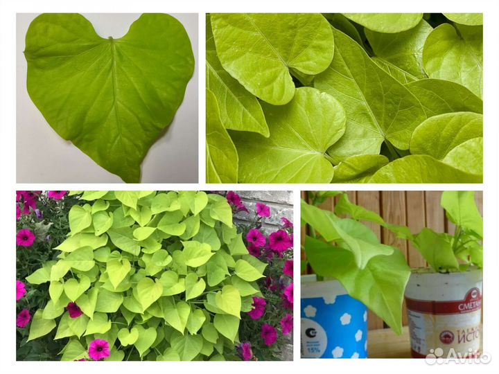 Ипомея батат ампельная