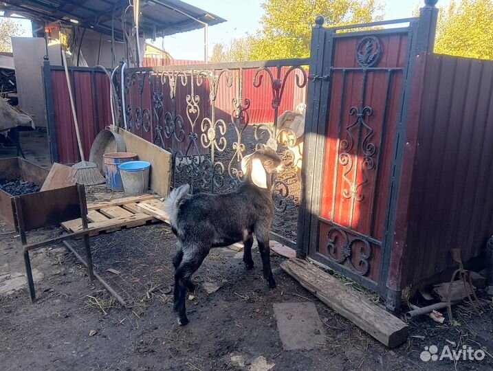 Нубийские козы