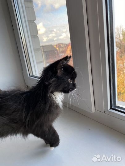 Котенок в добрые руки