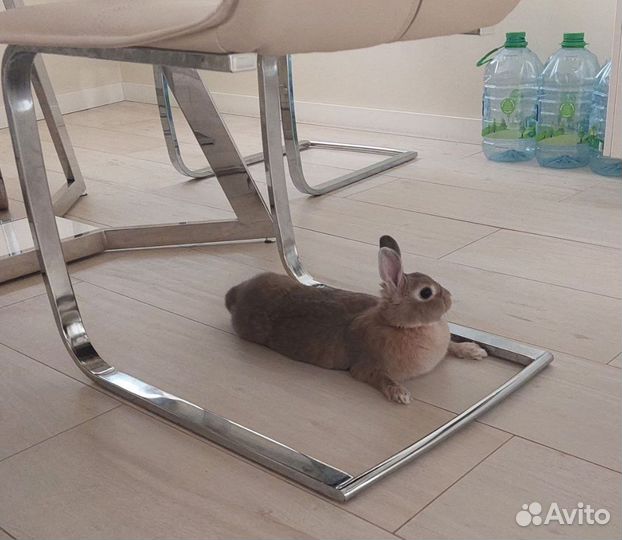 Кролик декоративный ищет дом