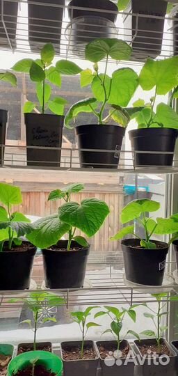 Рассада огурцов, помидор, перцев и другое