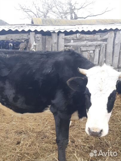 Телки стельные