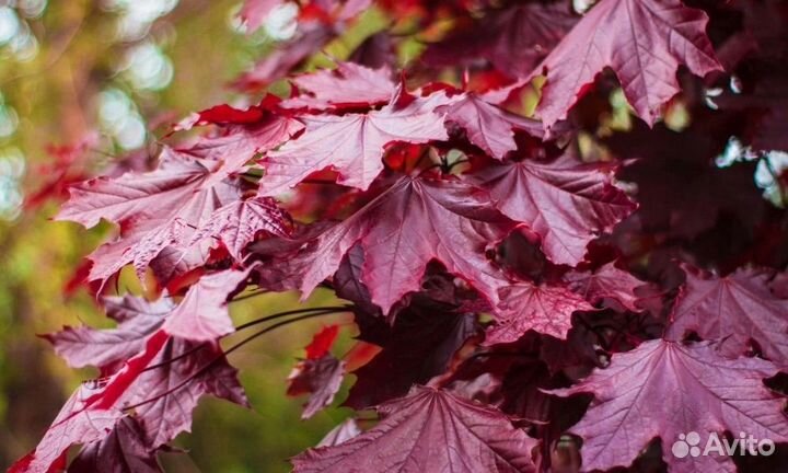Клен красный пышный