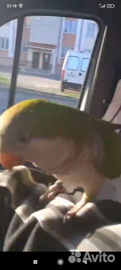 Супер ручной квакер разговаривает