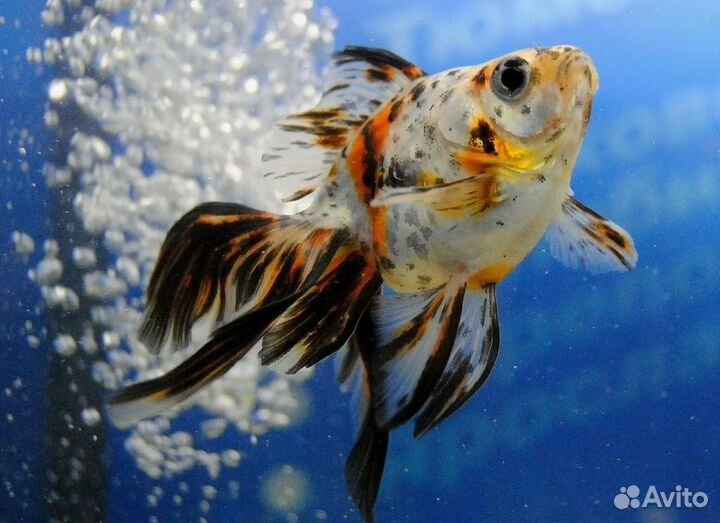 Золотые рыбки в ассортименте