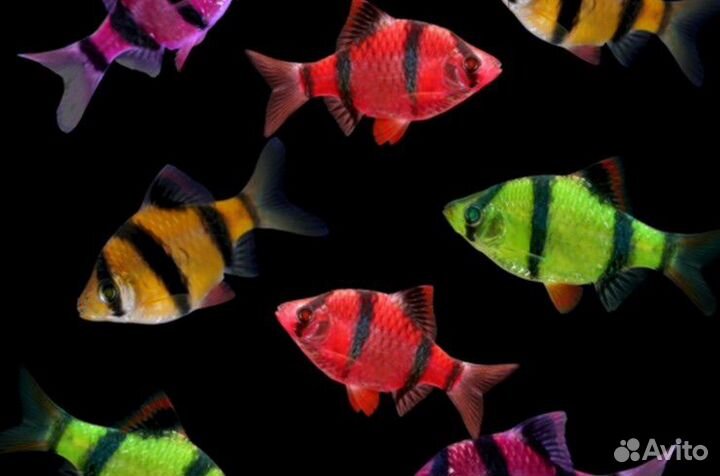 Рыба барбус