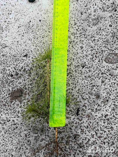 Саженцы зкс