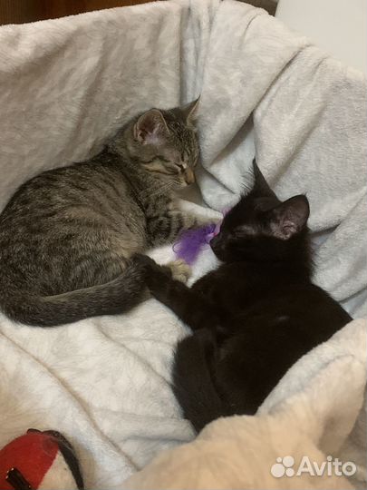 Два котенка мальчик и девочка