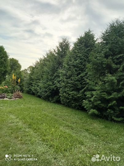 Продаю туи