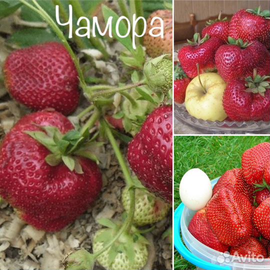 Рассада клубники: Альба, Чамора Туруси, Финская