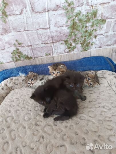 Котята