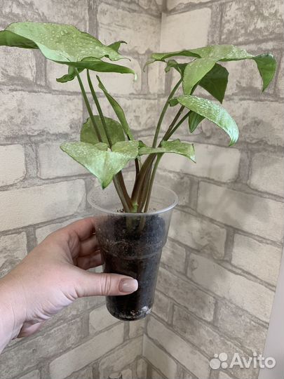 Сингониумы