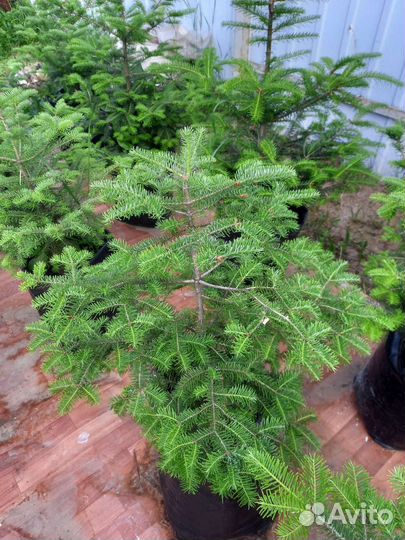 Ель голубая, пихта бальзамическая