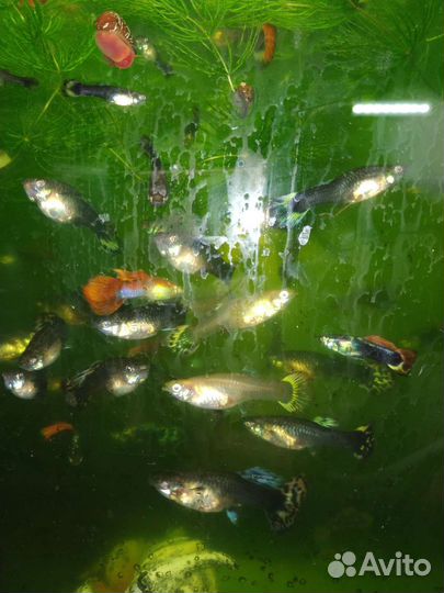 Рыбки Гуппи