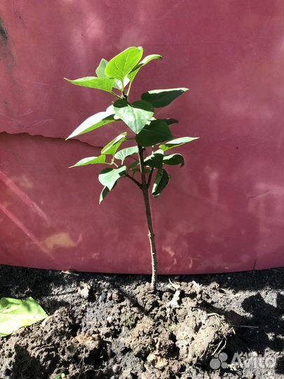 Саженцы сирени