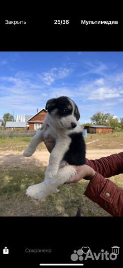 Шенок в добрые руки