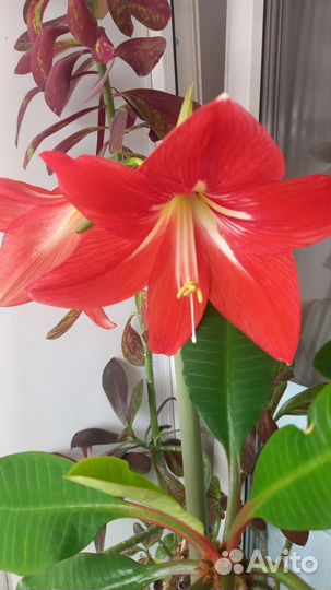 Гиппиаструм