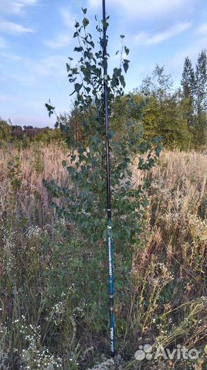 Берёза Обыкновенная 2м