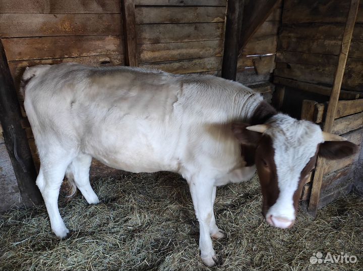 Продам тёлочку и бычка