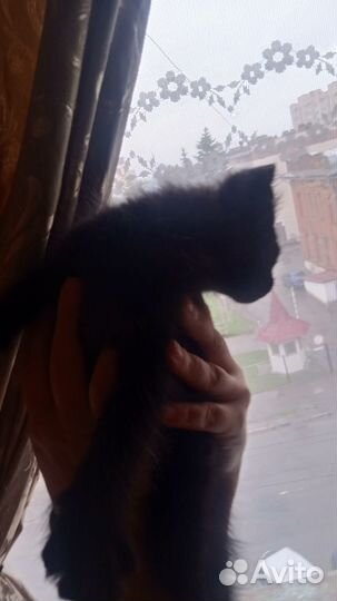 Котик в добрые руки