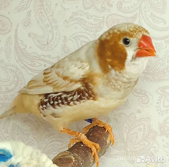 Амадины зебровые и японский