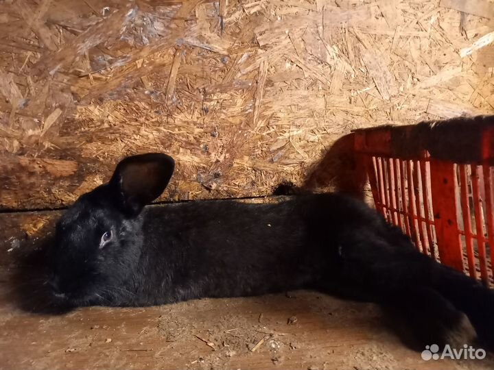 Кролик на любой вкус