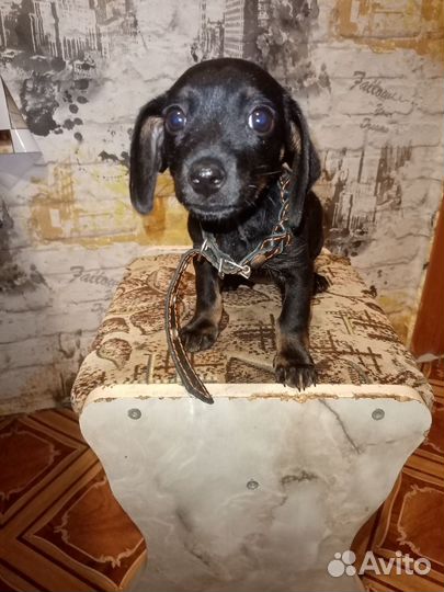 Собака такса