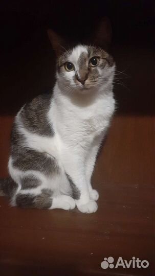 Передержка (профессиональная) кошек, котов, котят