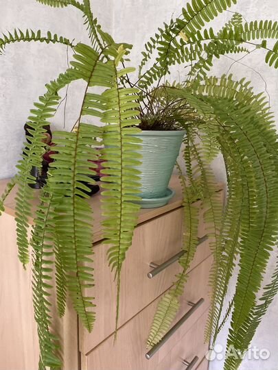 Папоротник нефролепис