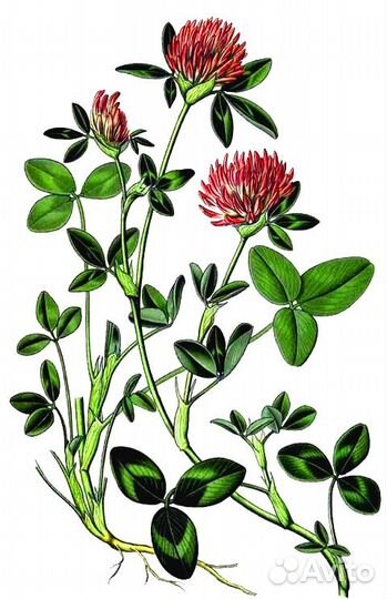 Лечебные травы