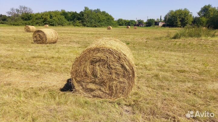Сено свежее в рулонах 2023 г