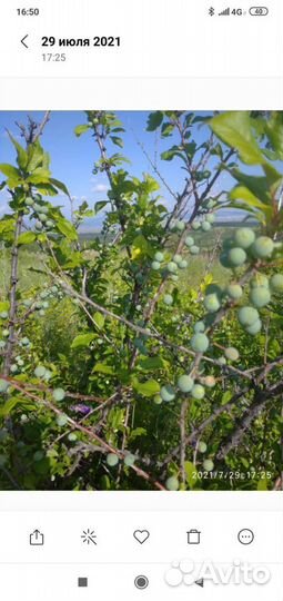 Саженцы сливы