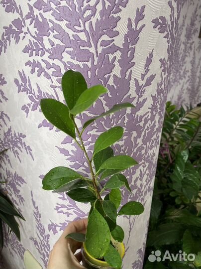 Фикус бенджамина