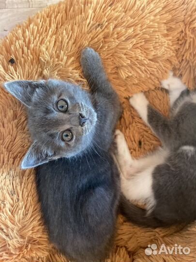 Котята 2месяца