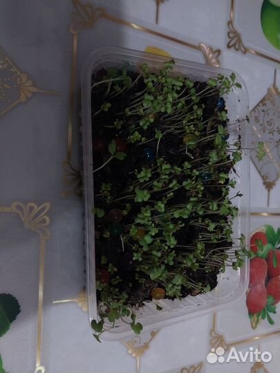 Микро зелень горчица