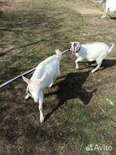 Козлики и козочки на продажу