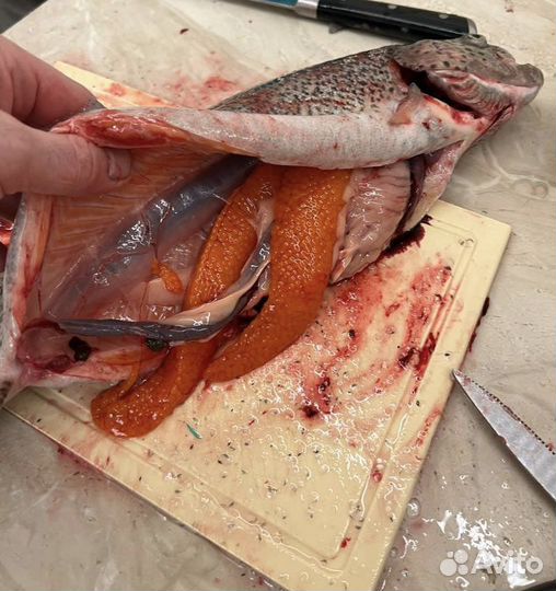 Живая рыба форель