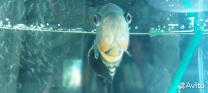 Цихлозомы чернополосые