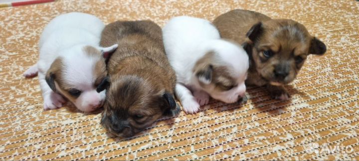 Щенки чихуахуа
