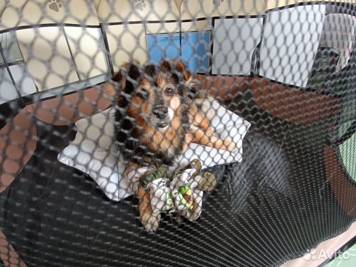 Вольер- тент Petzz для домашних животных 100х60см