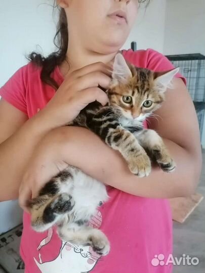 Курильский бобтейл. Доставка. Читайте текст