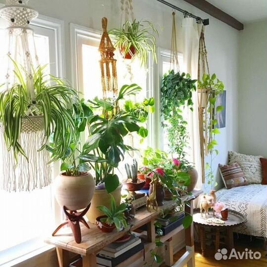 Хлорофитум Лаксум, Бони, Хохлатый