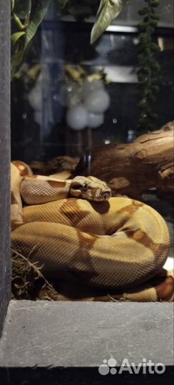 Императорский Удав Salmon