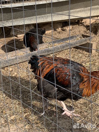 Петух молодой Моран