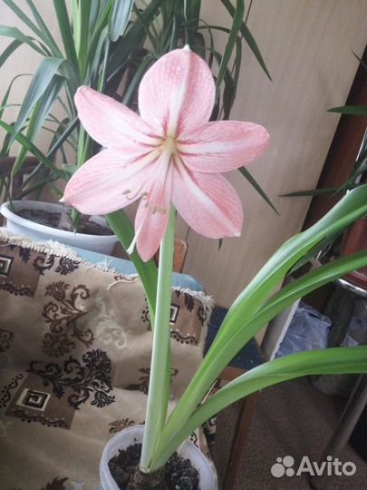 Продаются детки гиппиаструмов