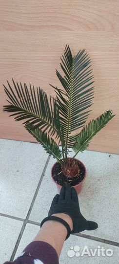 Пальма цикас