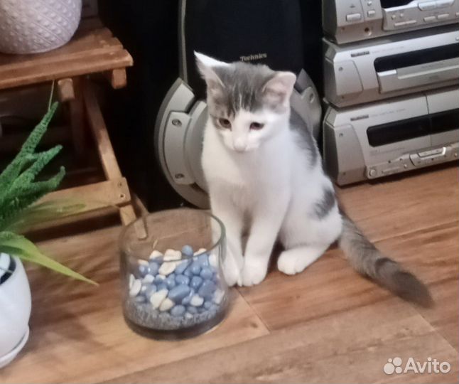 Котенок в добрые руки