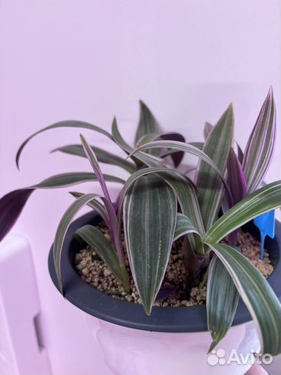 Комнатные домашние растения